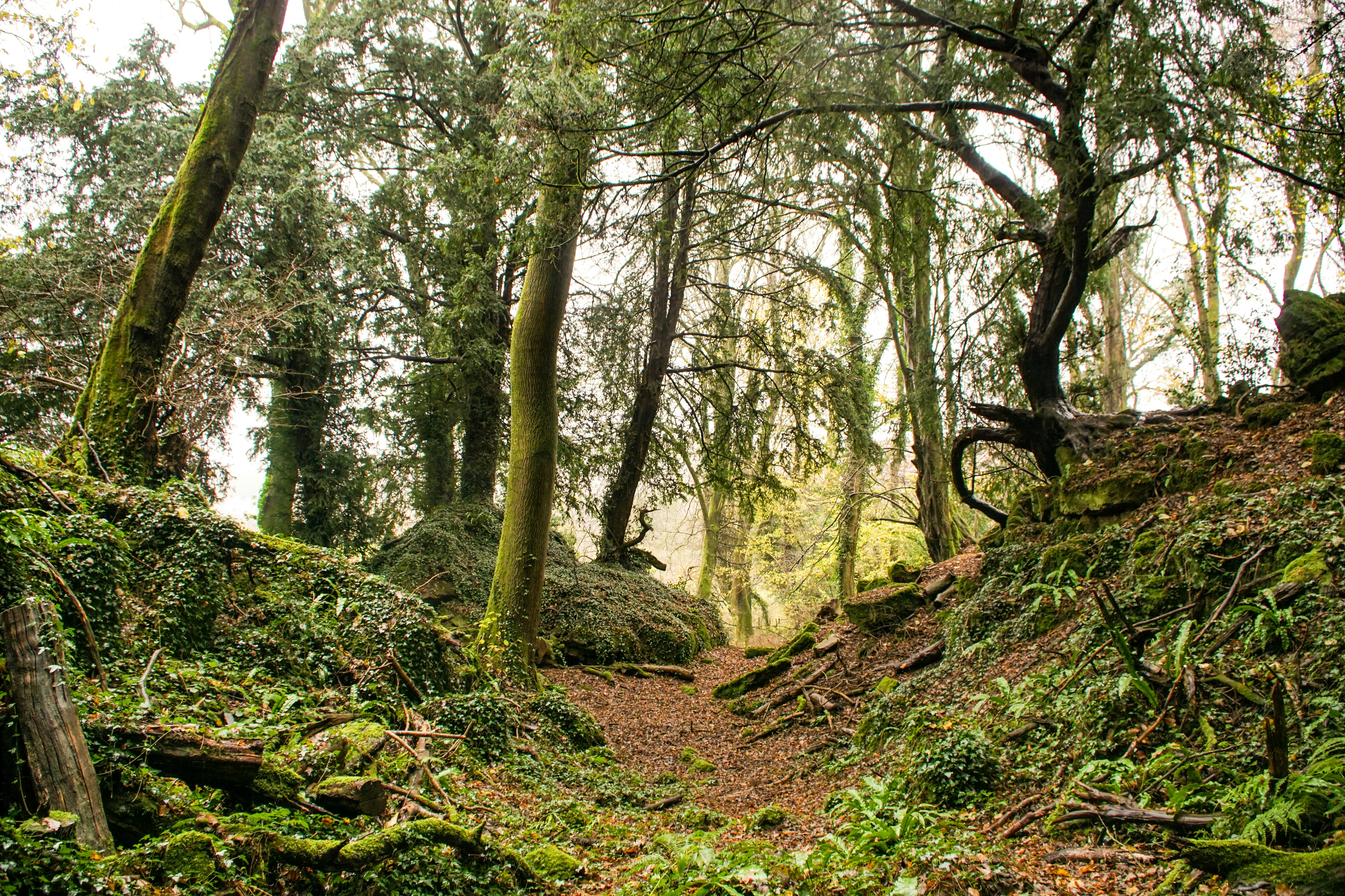 green trees on brown soil during daytime